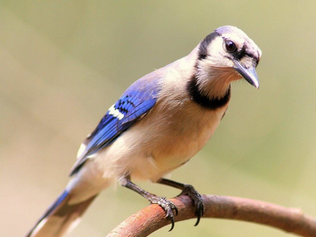 Blue Jay <br/>Credit: Bill Leaning