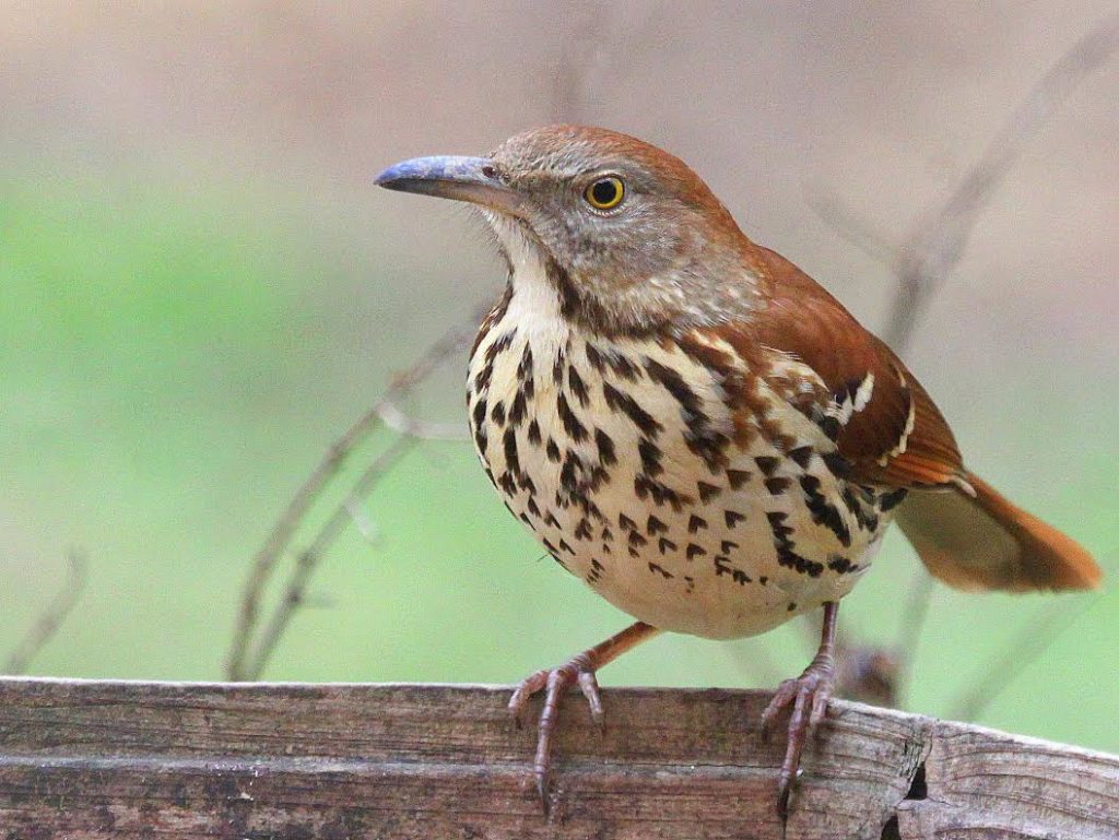 Brown Thrasher <br/>Credit: Bill Leaning