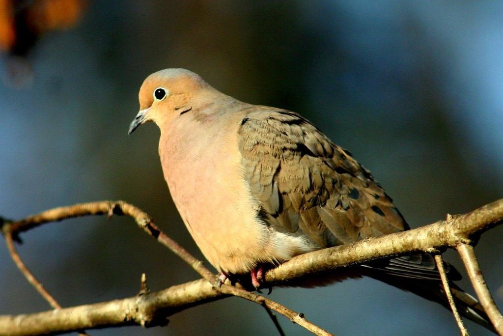 Mourning Dove <br/>Credit: Bill Leaning