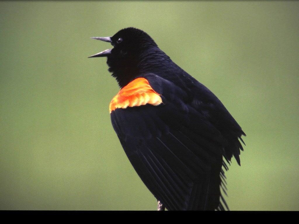 Red-winged Blackbird <br/>Credit: Bill Leaning