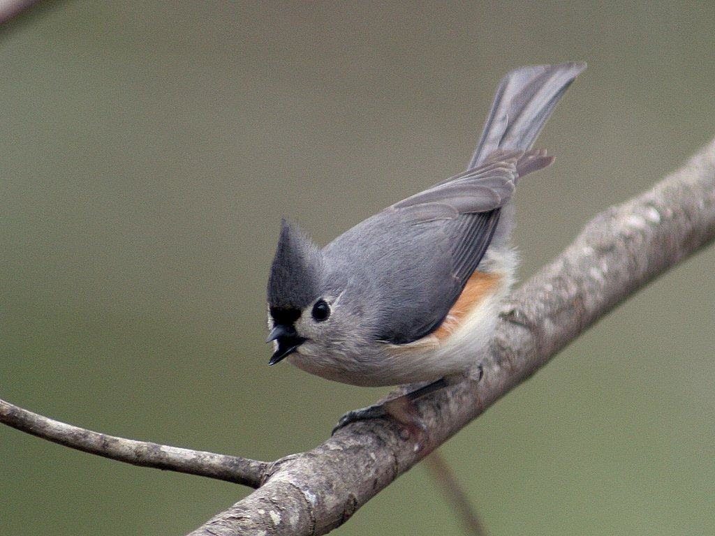 Tufted Titmouse <br/>Credit: Bill Leaning