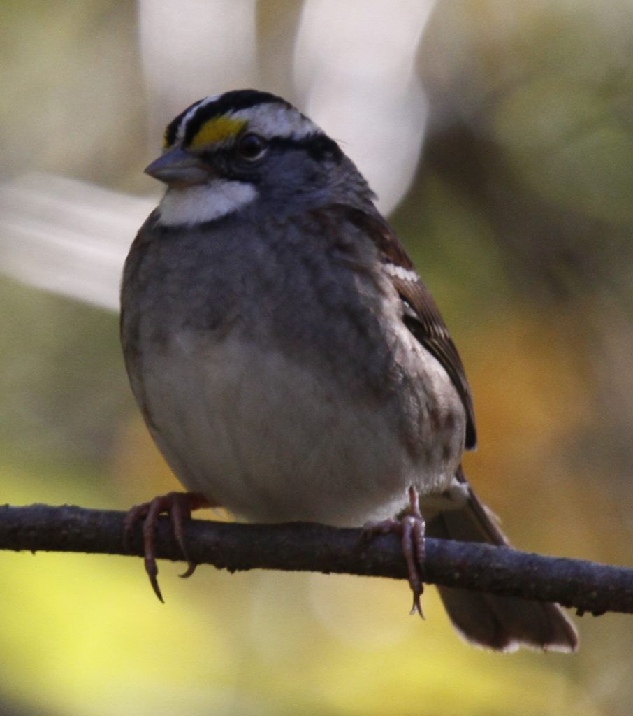 White-throated Sparrow <br/>Credit: Doug Rogers