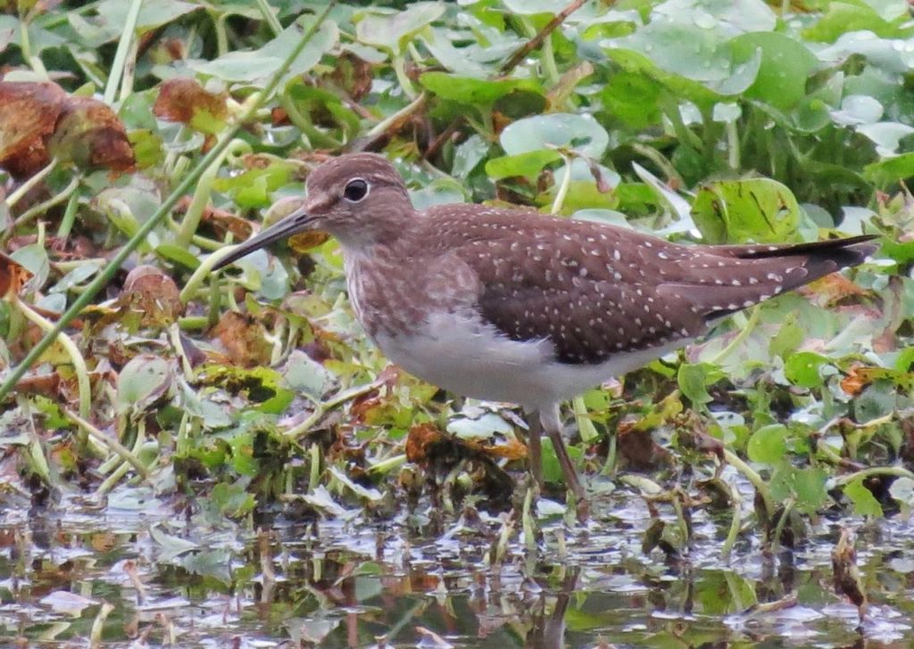 Solitary Sandpiper <br/>Credit: Janet Paisley