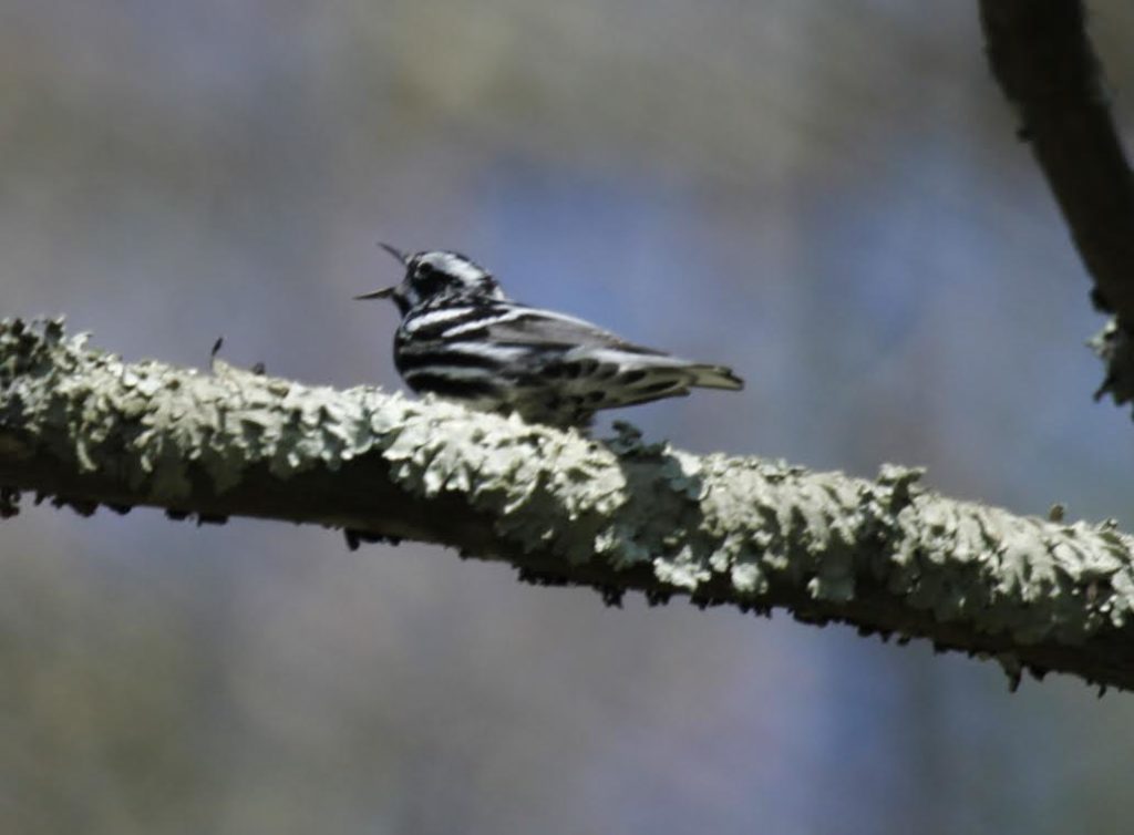 Black-and-white Warbler <br/>Credit: Doug Rogers