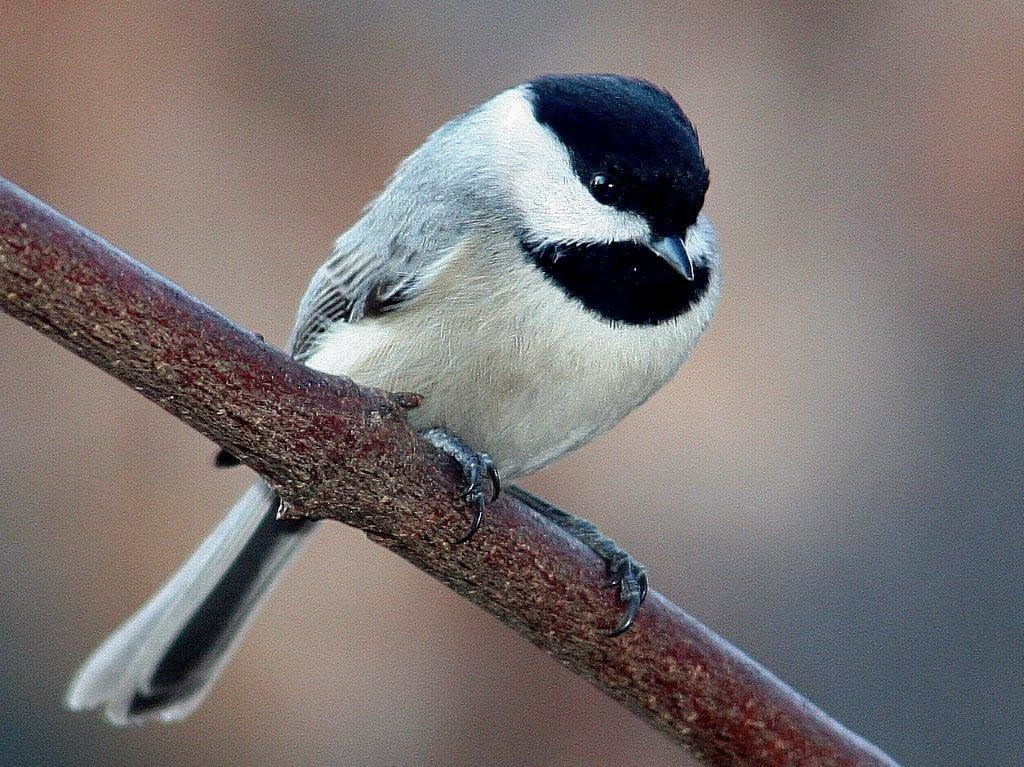 Carolina Chickadee <br/>Credit: Bill Leaning