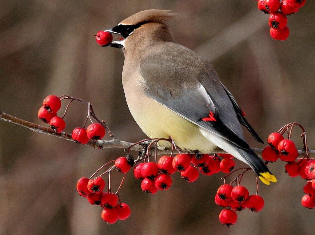 Cedar Waxwing <br/>Credit: Bill Leaning