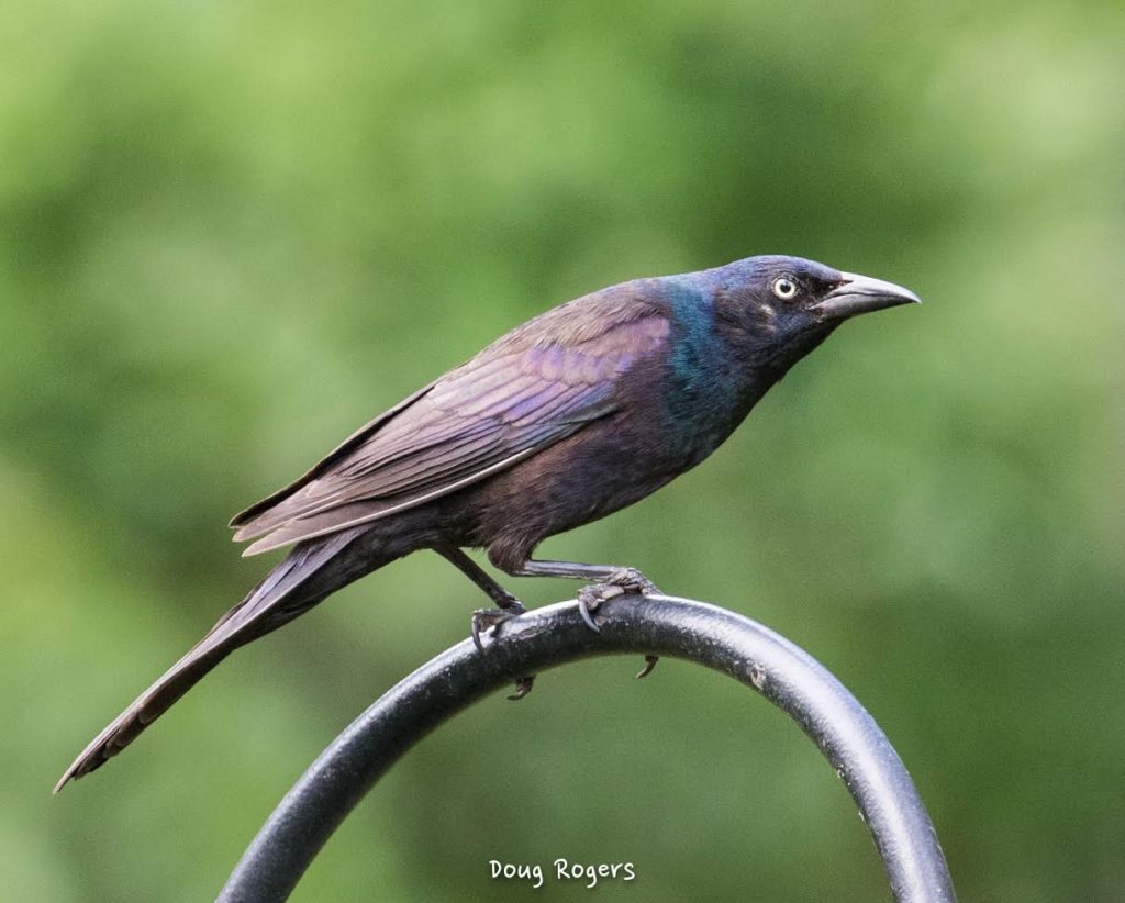 Common Grackle <br/>Credit: Doug Rogers