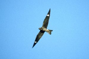 Common Nighthawk Photo: Dominic Sherony Wikimedia Commons