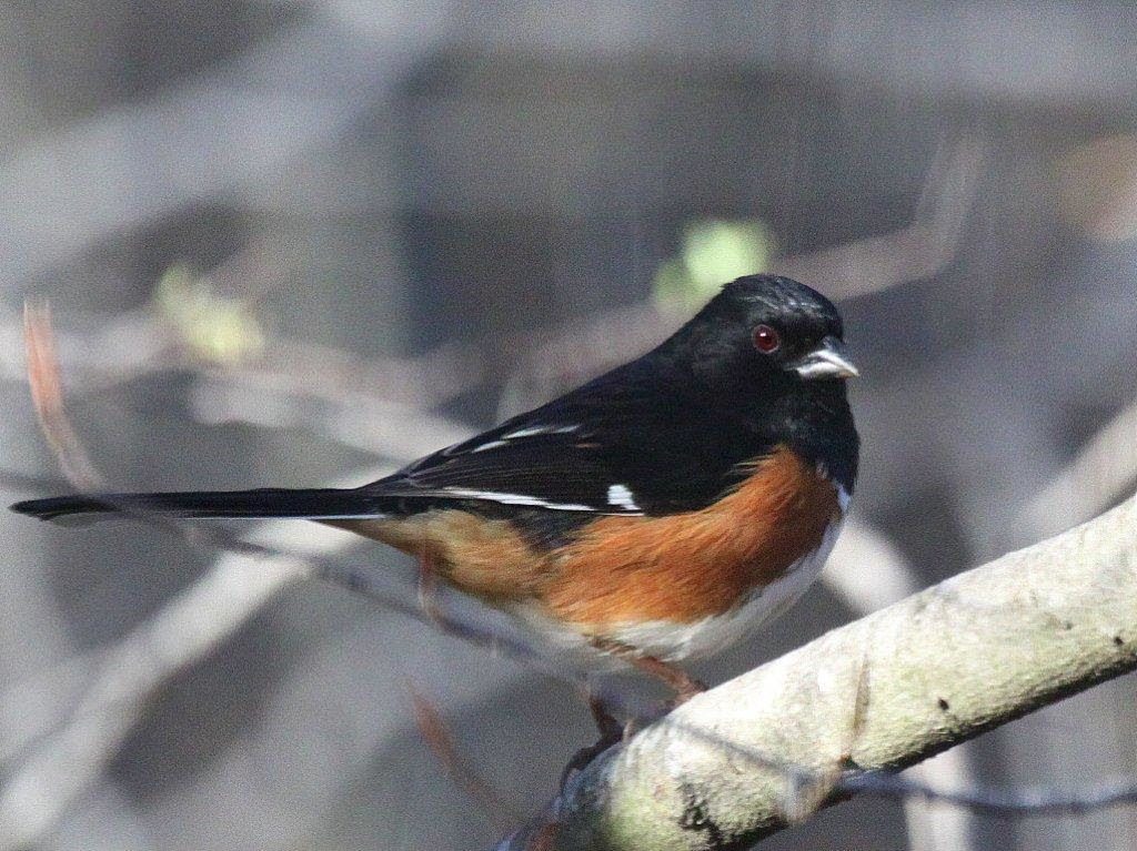 Eastern Towhee <br/>Credit: Bill Leaning