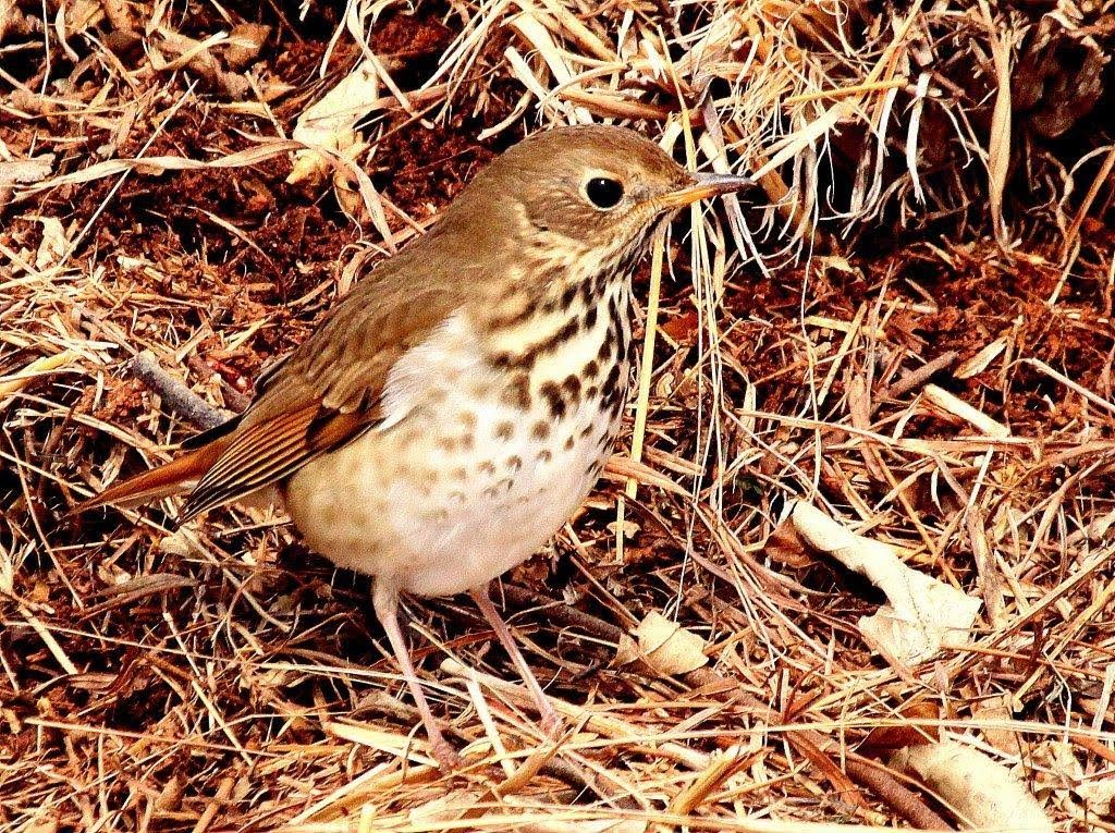 Hermit Thrush <br/>Credit: Bill Leaning