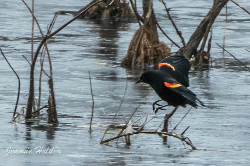 Red-winged Blackbird <br/>Credit: Jeannie Holden