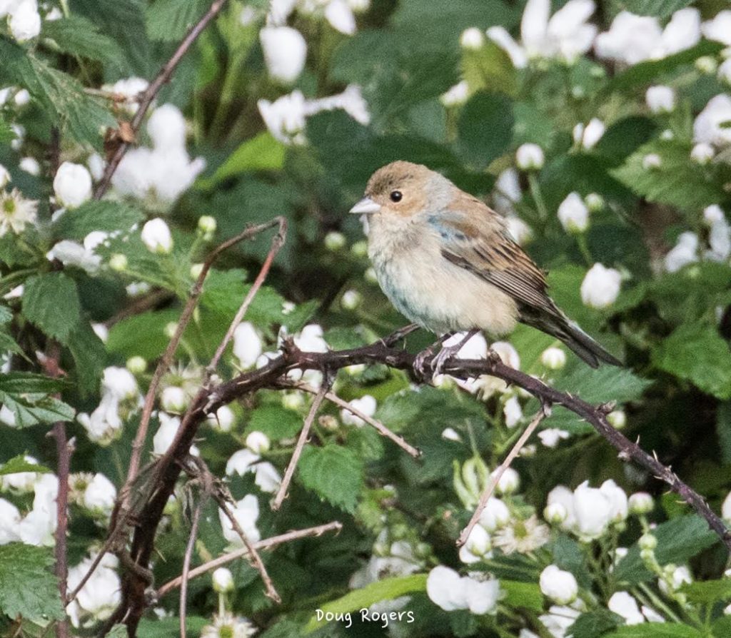 Indigo Bunting <br/>Credit: Doug Rogers