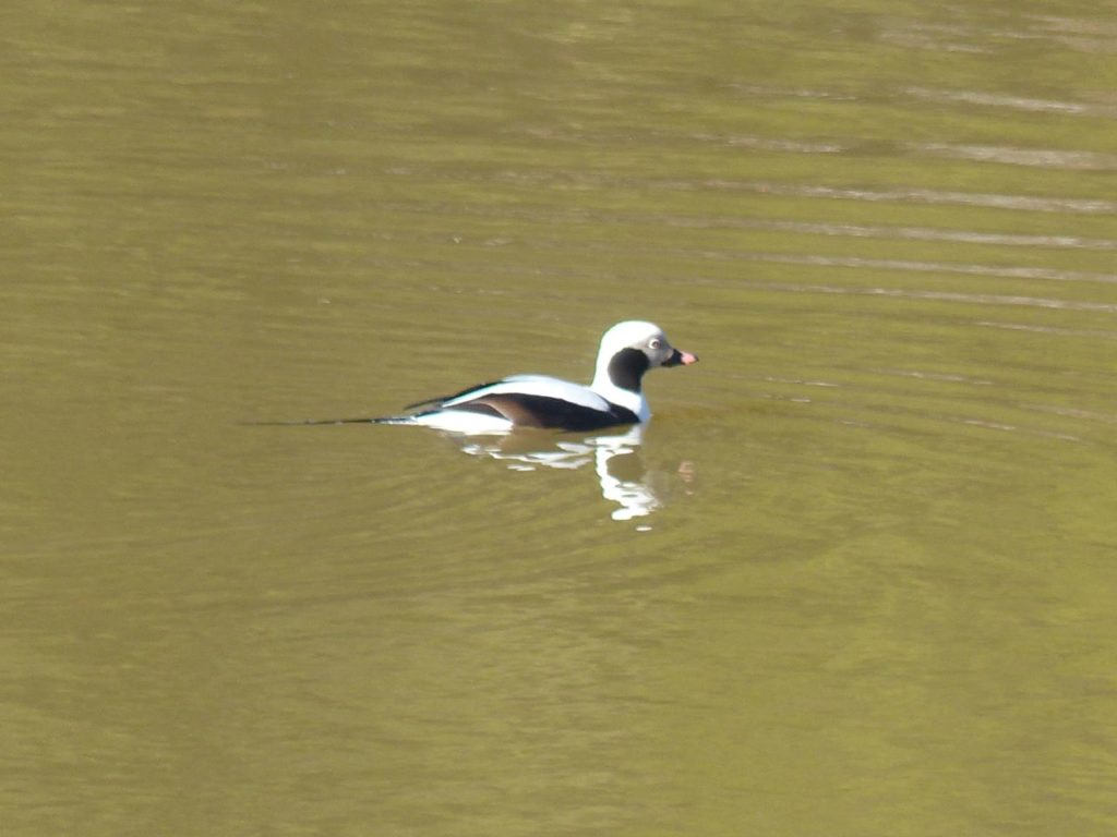 Long-tailed Duck <br/>Credit: Nancy Newman