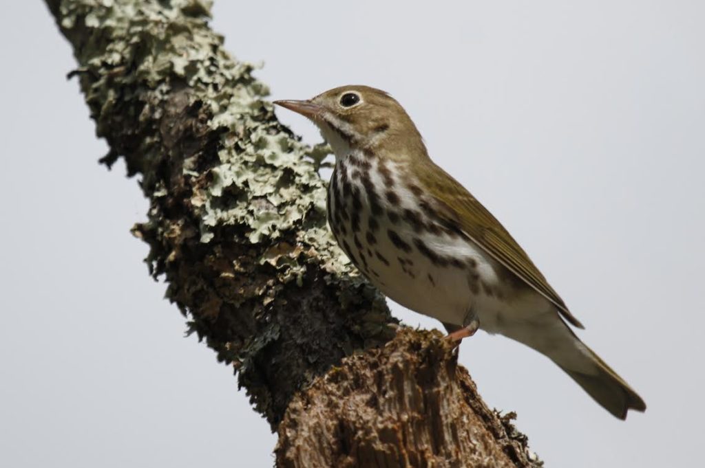 Ovenbird <br/>Credit: Doug Rogers