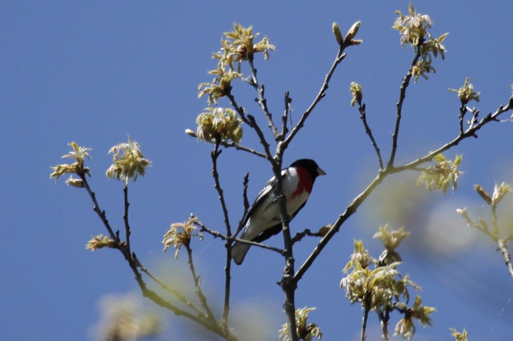 Rose-breasted Grosbeak <br/>Credit: Doug Rogers