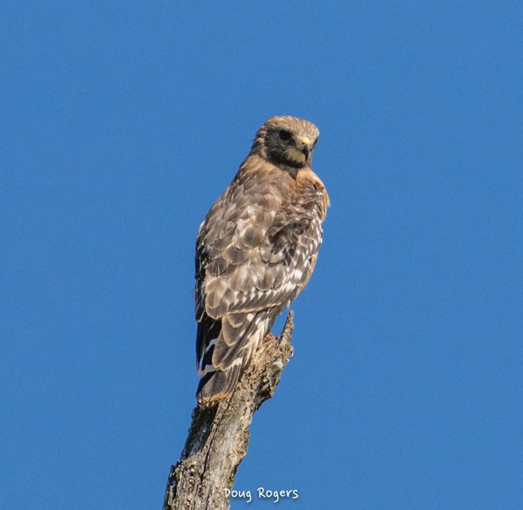Red-shouldered Hawk <br/>Credit: Doug Rogers