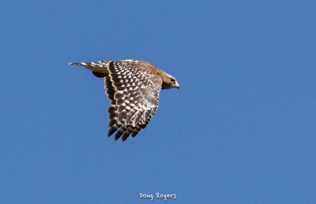 Red-shouldered Hawk <br/>Credit: Doug Rogers