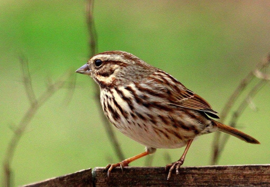 Song Sparrow <br/>Credit: Bill Leaning