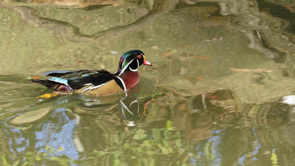 Wood Duck <br/>Credit: Nancy Newman