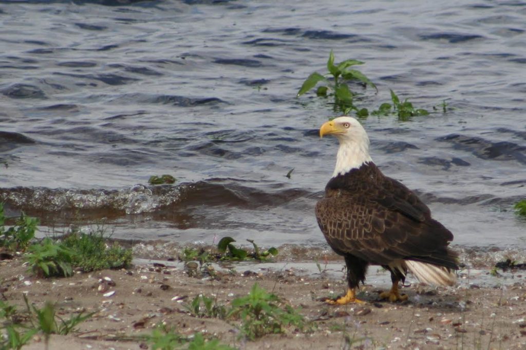 Bald Eagle <br/>Credit: JoAnn Dalley