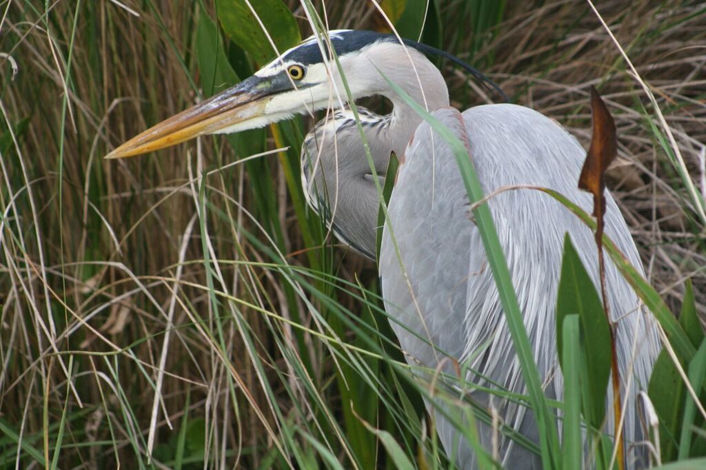 Great Blue Heron <br/>Credit: JoAnn Dalley