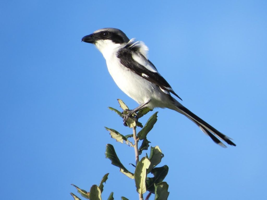 Loggerhead Shrike <br/> Credit: Janet Paisley