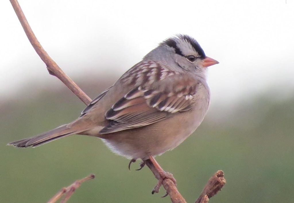 White-crowned Sparrow <br/>Credit: Janet Paisley