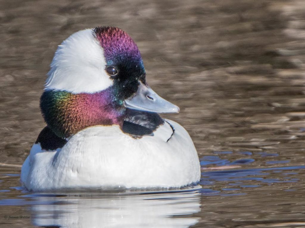 Bufflehead <br/>Credit: Jeannie Holden