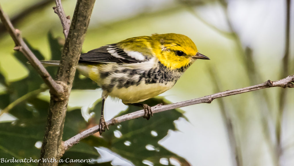 Black-throated Green Warbler <br/>Credit: Doug Rogers