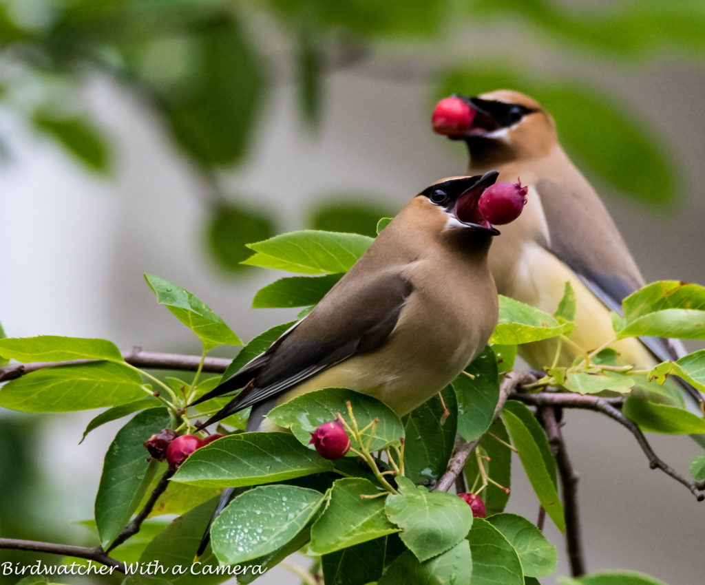 Cedar Waxwing <br/>Credit: Doug Rogers