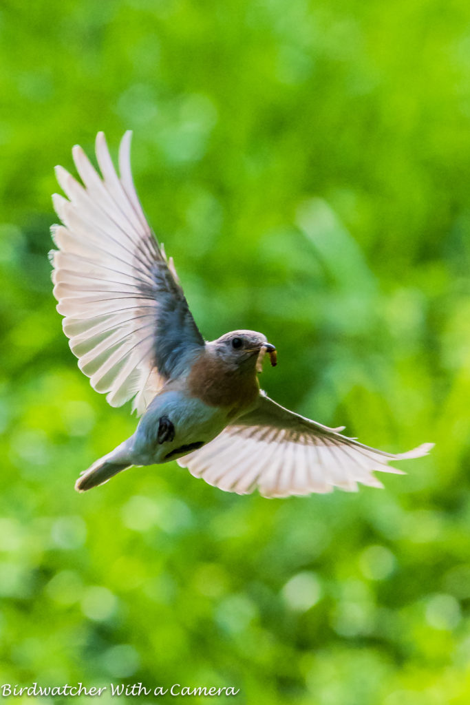 Eastern Bluebird - leucistic female <br/>Credit: Doug Rogers