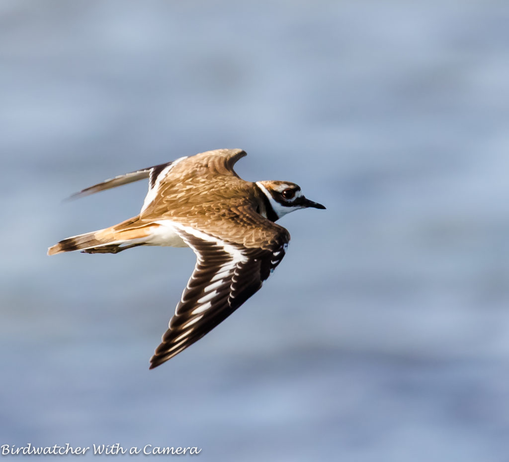 Killdeer <br/>Credit: Doug Rogers