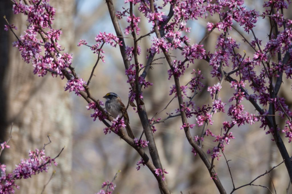White-throated Sparrow <br/>Credit: Maynard Davis