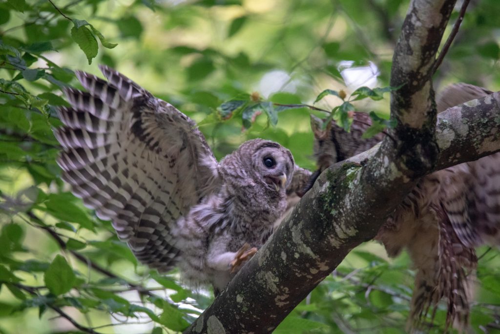 Barred Owl <br/>Credit: Greg Goodson