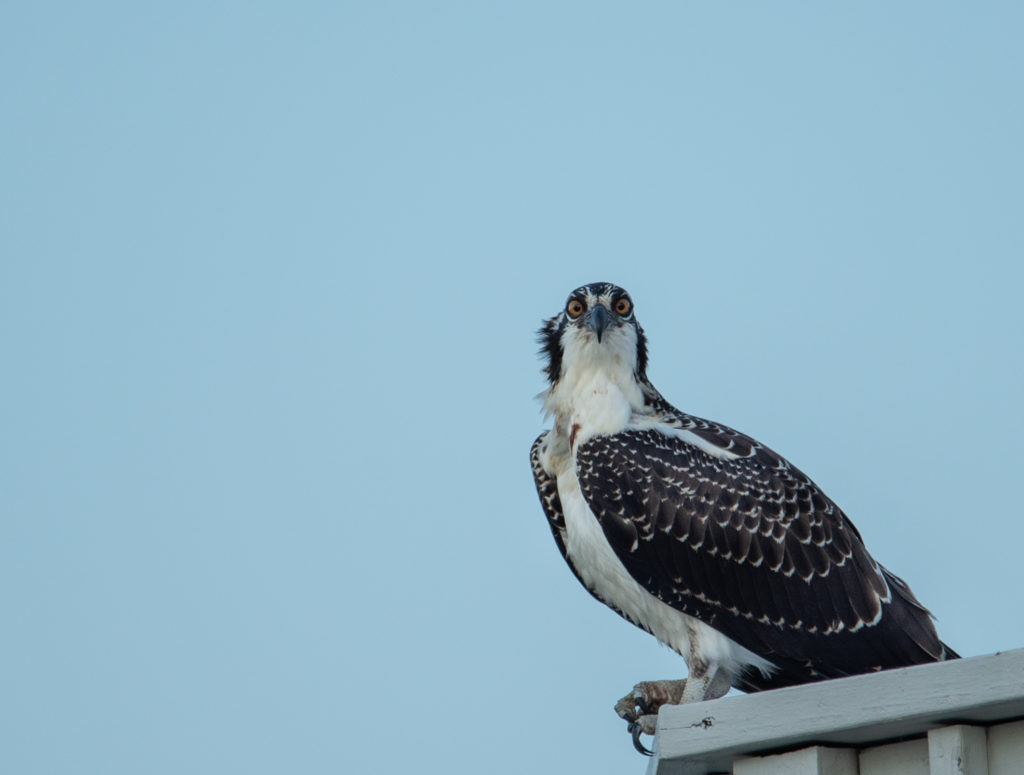 Osprey <br/>Credit: Greg Goodson