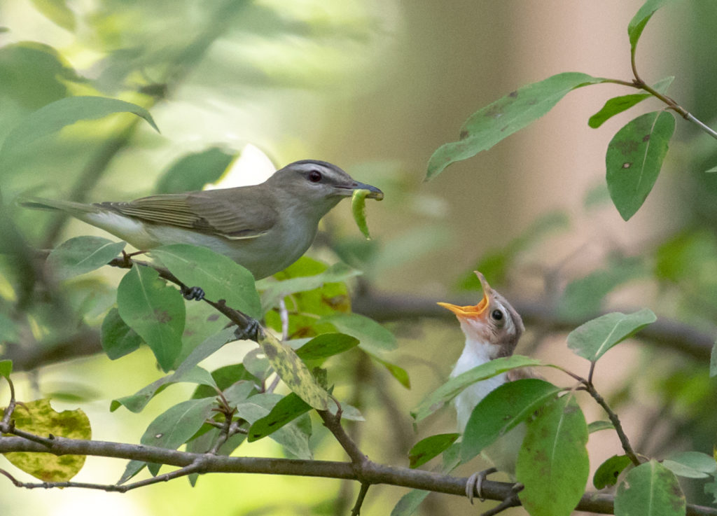 Red-eyed Vireo <br/>Credit: Greg Goodson