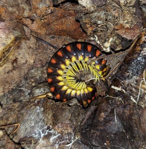 millipede