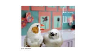 Two zebra finches in a lab with a sonograph of their calls