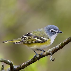 Close up of a blue headed vireo perched on a twig.