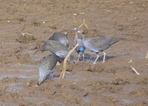 Vulturine guineafowl foraging in mud