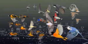 Mural of flying North American Birds against a city skyline at night. (c) Cin-Ty Lee 2023