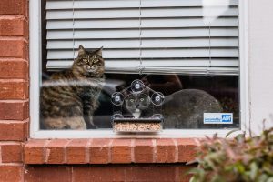 Two cats look out from a house window at a bird feeder